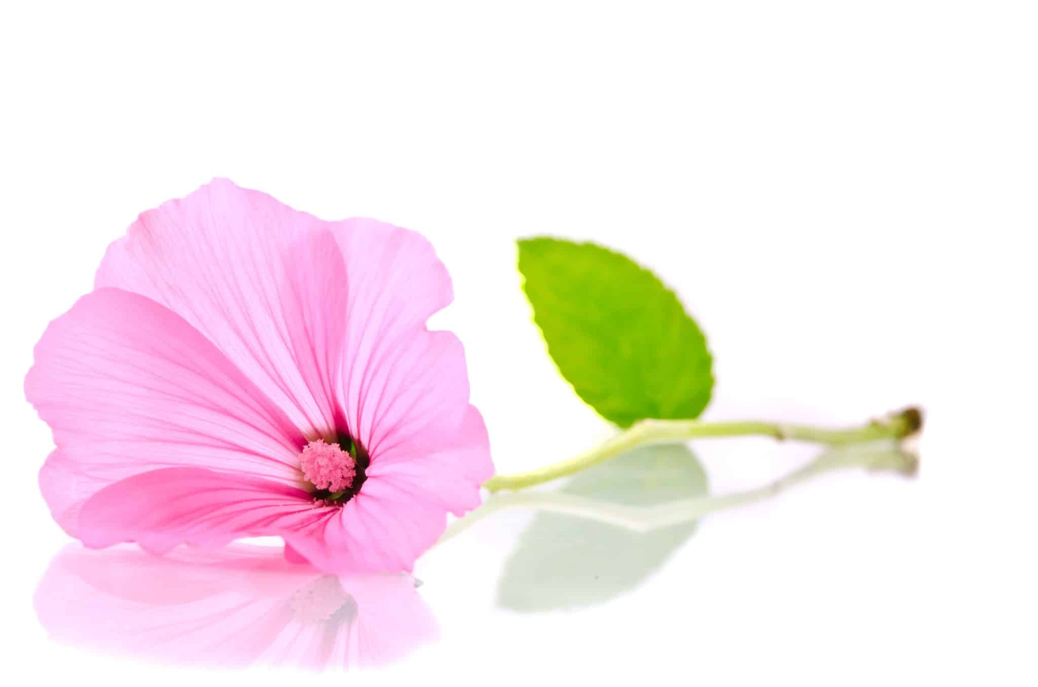 6 הטיפים שלי לבחירה של מדריכת כלות